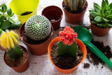 Kaktüs ve succulents house bitkiler arka plan. Çömlekçilik toprak ve mala Beyaz ahşap zemin üzerinde çeşitli karanfiller, topluluğu. Çömlekçilik house bitkiler arka plan. 