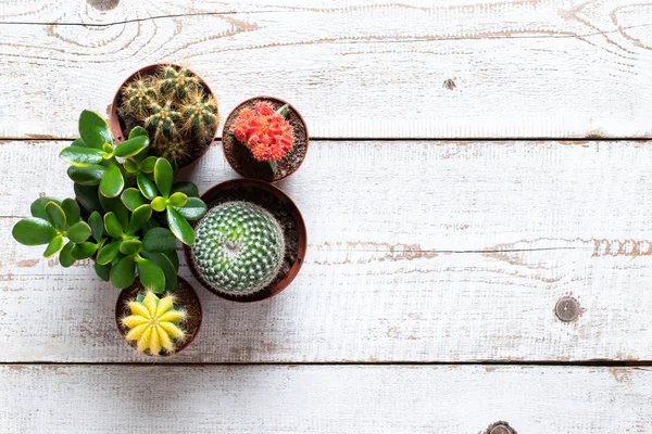 Cactus and succulents house plants background. Collection of various house plants on white wooden background. Potting house plants background with copy space.