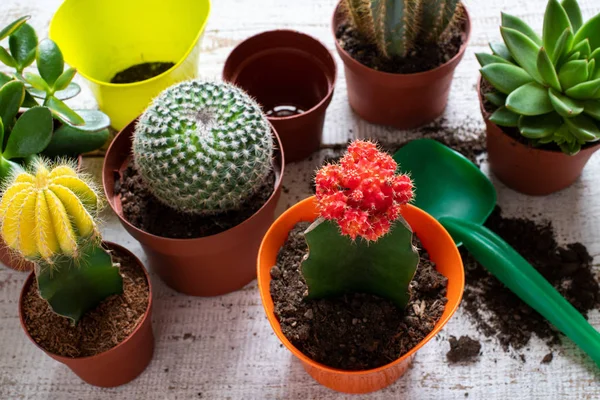 Kaktusy Sukulenty Dům Rostliny Pozadí Kolekce Různých Pokojových Rostlin Zalévání — Stock fotografie
