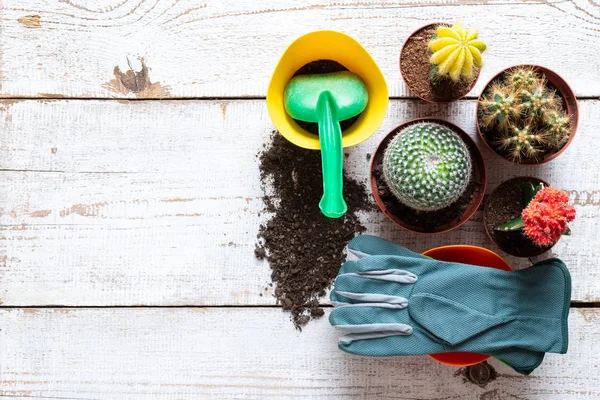 Coleção Várias Plantas Floridas Cacto Luvas Jardinagem Vaso Solo Espátula — Fotografia de Stock