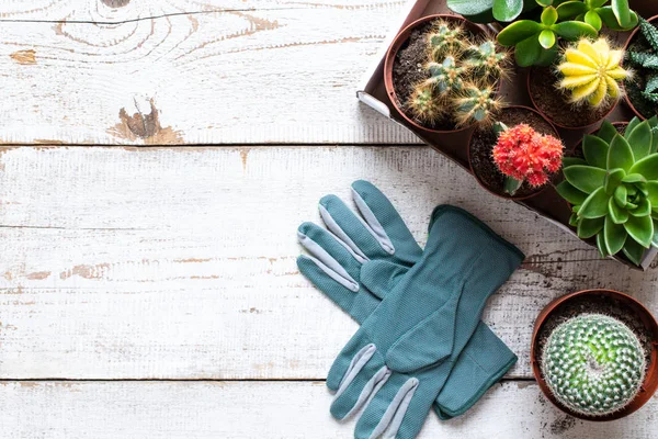 Florescimento Cacto Suculentas Fundo Coleção Várias Plantas Casa Luvas Jardinagem — Fotografia de Stock