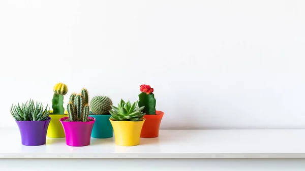 Vários Cactos Floridos Plantas Suculentas Vasos Flores Coloridos Brilhantes Contra — Fotografia de Stock