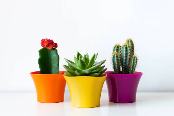 Vários Cactos Floridos Plantas Suculentas Vasos Flores Coloridos Brilhantes Contra — Fotografia de Stock