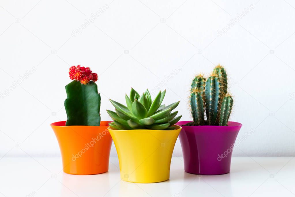 Various flowering cactus and succulent plants in bright colorful flower pots against white wall. House plants on white shelf.