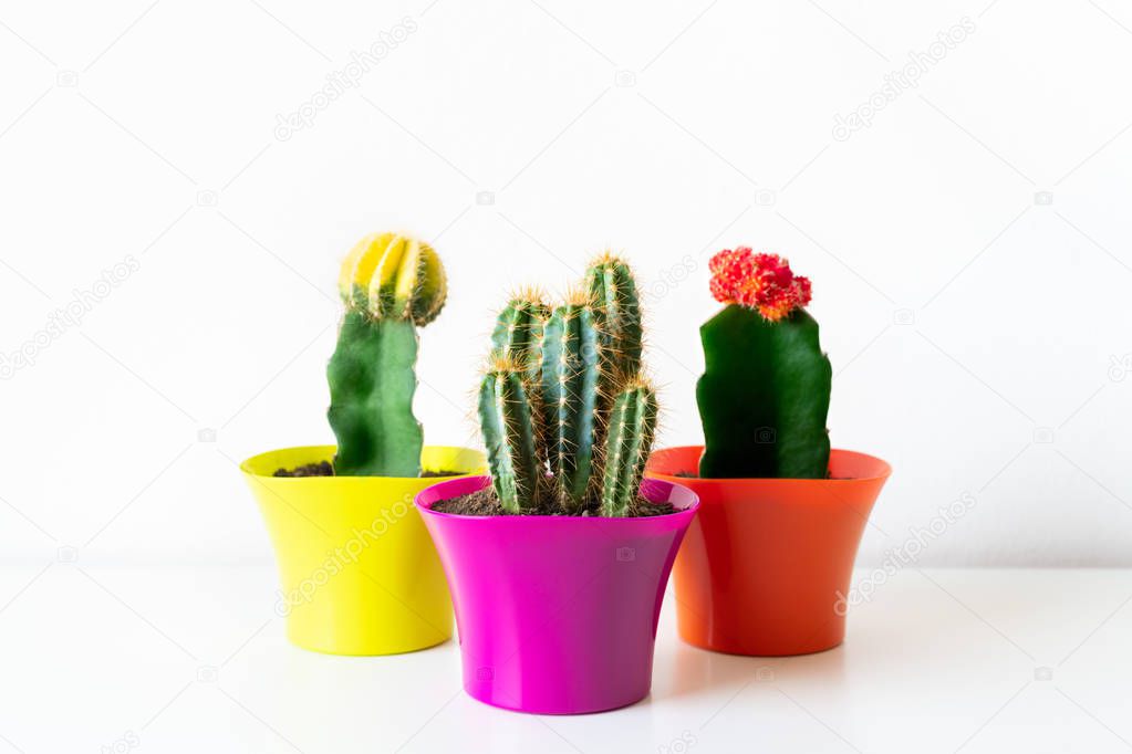 Various flowering cactus plants in bright colorful flower pots against white wall. House plants on white shelf.