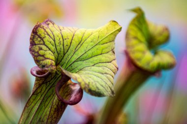 American Pitcher Plant, Sarracenia leucophylla, carnivorous; plant close up. clipart