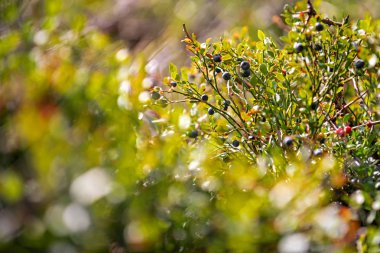 Vahşi yaban mersini çalı. Mercek parlaması ve güçlü bokeh güneşli bir rüya gibi yaban Yaban mersini yakın çekim.
