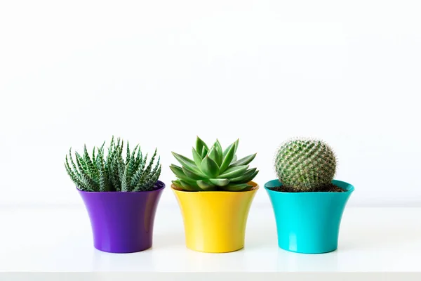 Různé Kaktusy Sukulentní Rostliny Zářivě Barevné Květináče Proti Bílé Zdi — Stock fotografie