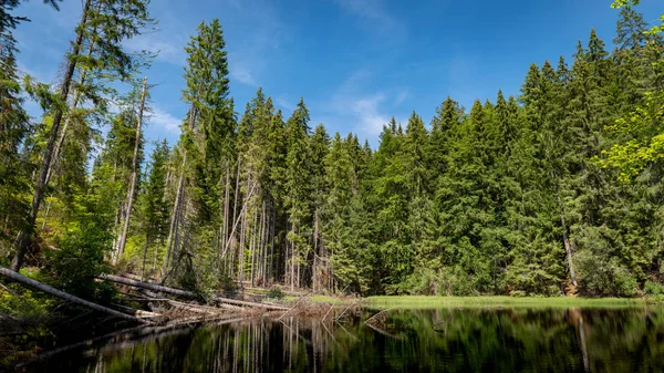 Boubin Gölü, ilkel orman, Bohemian Forest Ulusal Parkı.