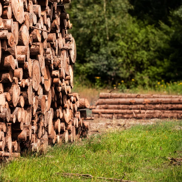 Використання Соснового Дерева Пні Колоди Надмірна Експлуатація Призводить Знеліснення Довкілля — стокове фото