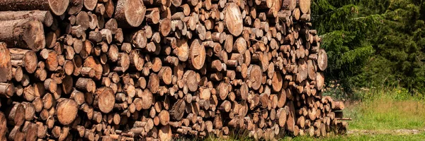 Використання Соснового Дерева Пні Колоди Надмірна Експлуатація Призводить Знеліснення Довкілля — стокове фото