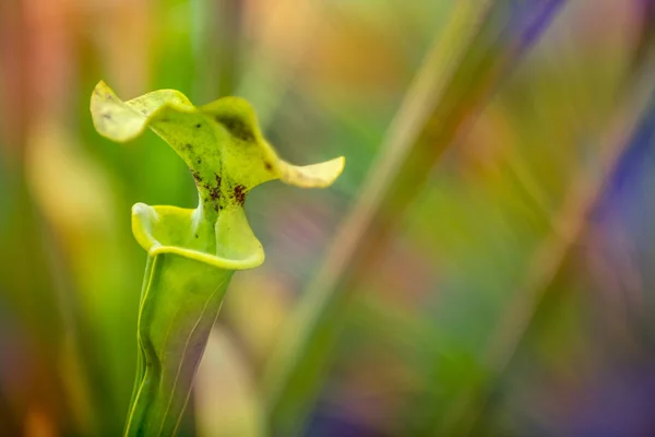 Die Gelbe Schlauchpflanze Sarracenia Flava Nahaufnahme Einer Fleischfressenden Pflanze Mit — Stockfoto
