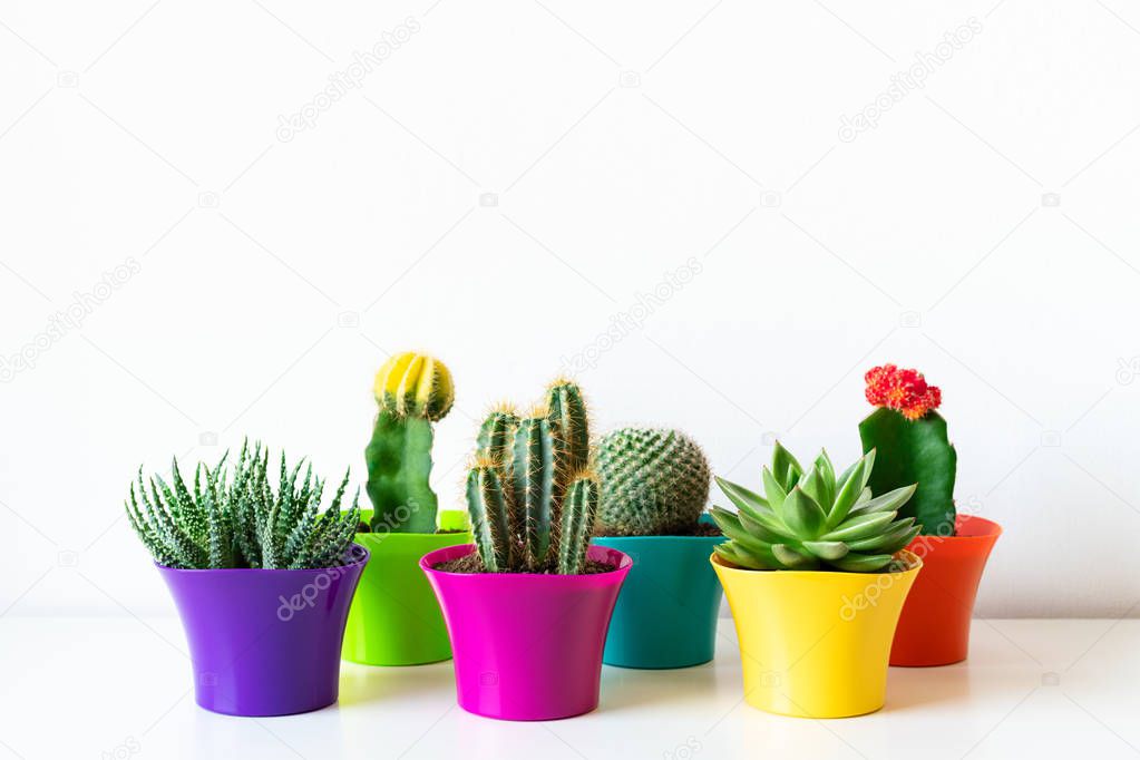 Various flowering cactus and succulent plants in bright colorful flower pots against white wall. House plants on white shelf with copy space.
