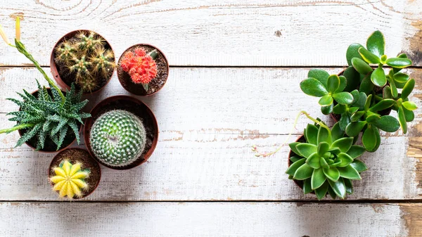 Cactus and succulents house plants background. Collection of various house plants on white wooden background. Potting house plants background with copy space.