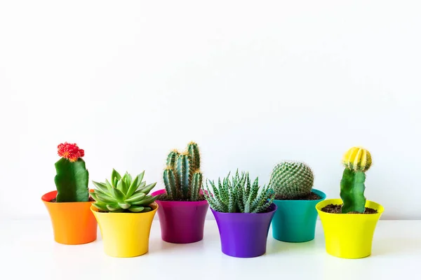 Vários Cactos Floridos Plantas Suculentas Vasos Flores Coloridos Brilhantes Contra — Fotografia de Stock