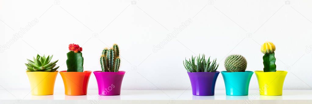Various flowering cactus and succulent plants in bright colorful flower pots in a row against white wall. House plants on white shelf panoramic web banner.