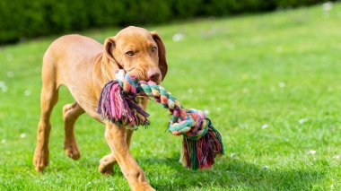 Sevimli Macar Vizsla köpek ağzında savaş ipi renkli römorkör ile bir bahçede çalışan.