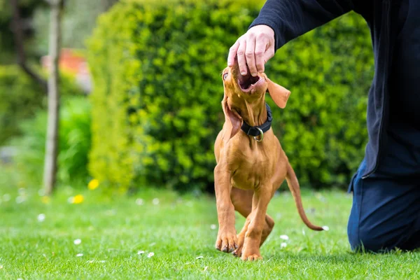 Months Old Cute Hungarian Vizsla Dog Puppy Biting Owners Fingers — Stock Photo, Image