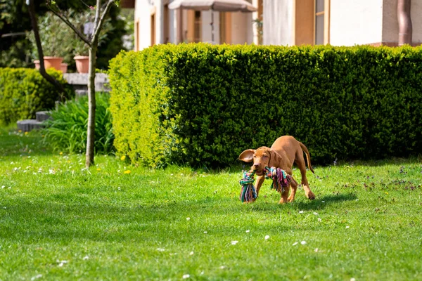 Adorable Cachorro Húngaro Vizsla Corriendo Jardín Con Colorido Tirón Cuerda — Foto de Stock