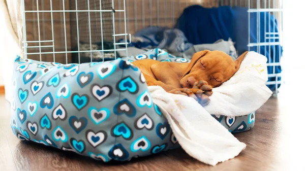 Bonito Húngaro Meses Vizsla Cachorro Dormindo Sua Cama Confortável Com — Fotografia de Stock