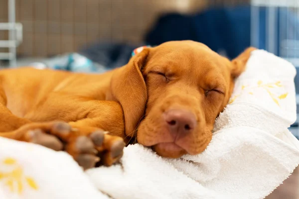 Bonito Húngaro Meses Vizsla Cachorro Dormindo Sua Cama Confortável Com — Fotografia de Stock