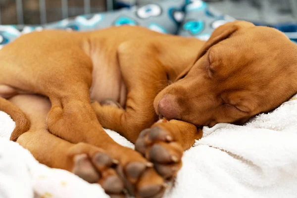 Draguta Maghiar Luni Vizsla Catelus Dormind Patul Confortabil Pătură Albă — Fotografie, imagine de stoc