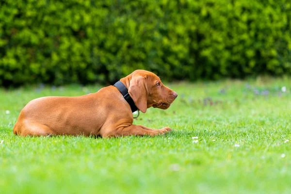 Obedience Training Vizsla Puppy Learning Lie Command Cute Hungarian Vizsla — Stock Photo, Image