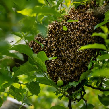 Arıcılık. Kaçan arılar bir ağaca yuva yapar. Apiary arka plan. Bir ağaca tutunan Avrupa bal arıları sürüsü.