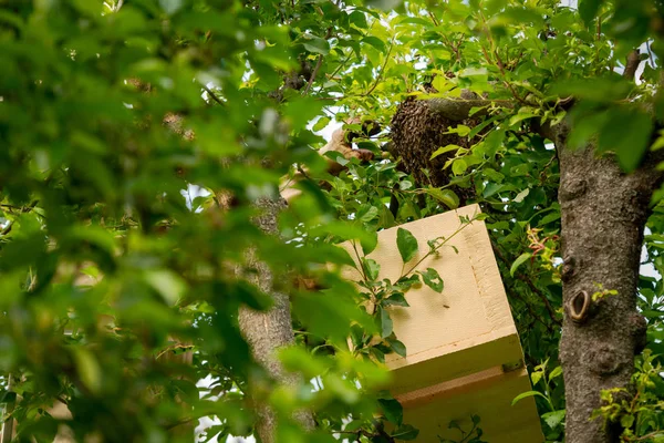 Apicultura Apicultor Recogiendo Abejas Escapadas Enjambre Árbol Antecedentes Apiarios — Foto de Stock