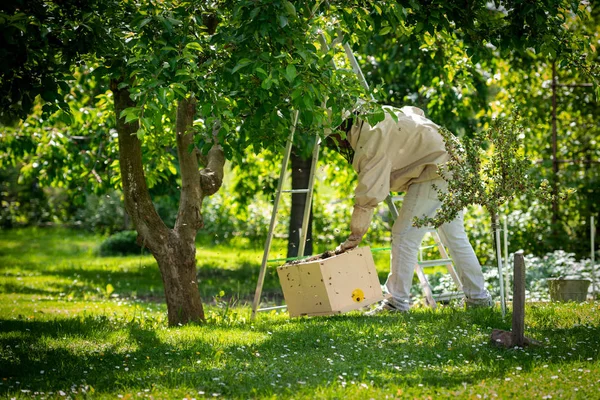 Beekeeping Beekeeper Collecting Escaped Bees Swarm Tree Apiary Background — Stock Photo, Image