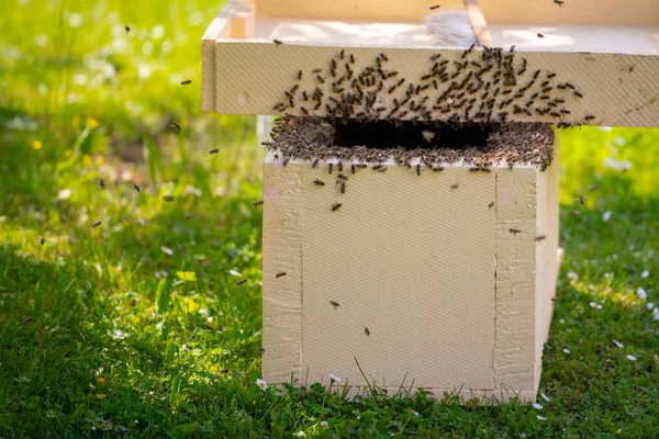 Apicultura Recoger Abejas Escapadas Árbol Antecedentes Apiarios Enjambre Abejas Melíferas — Foto de Stock