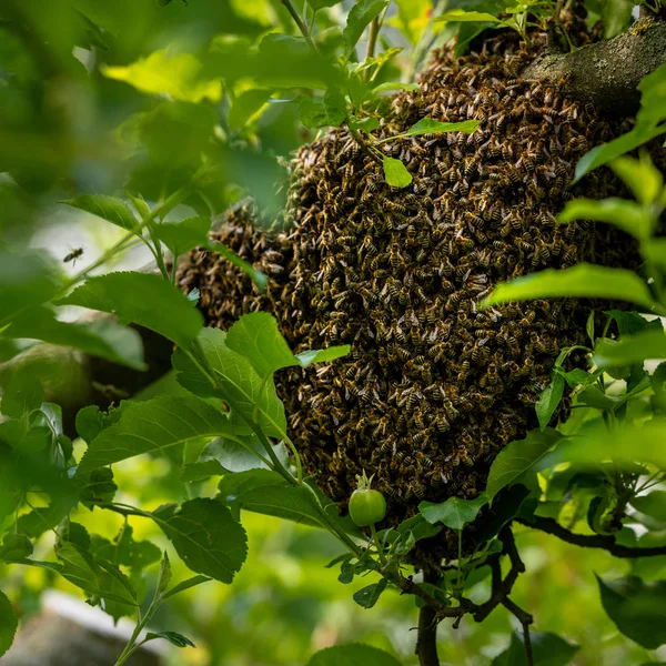 Apicultura Las Abejas Escapadas Anidan Árbol Antecedentes Apiarios Enjambre Abejas — Foto de Stock