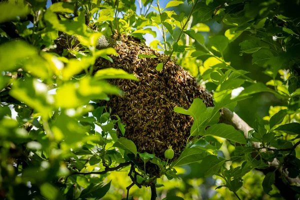 Beekeeping. Escaped bees swarm nesting on a tree. Apiary background. A swarm of European honey bees clinging to a tree.