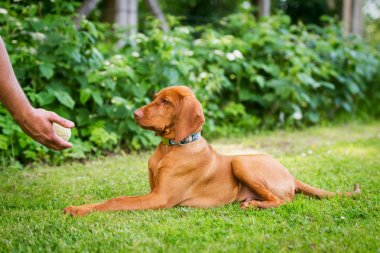 İtaat eğitimi. Adam olumlu takviye olarak topu kullanarak onun vizsla köpek yavrusu Lie Down Komutu eğitim.