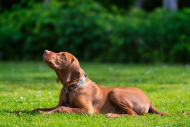 İtaat eğitimi. Vizsla yavrusu Yat Komutu öğreniyor. Sevimli Macar Vizsla köpek çim üzerinde döşeme.
