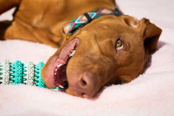 Cão Vizsla Bonito Brincando Com Dentes Limpeza Mastigar Brinquedo Para — Fotografia de Stock