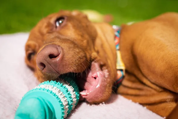 Sevimli vizsla köpek için çiğnemek oyuncak temizlik dişleri ile oynarken. Plak kaldırma, sağlıklı köpek dişleri kavramı. Diş hijyeni.