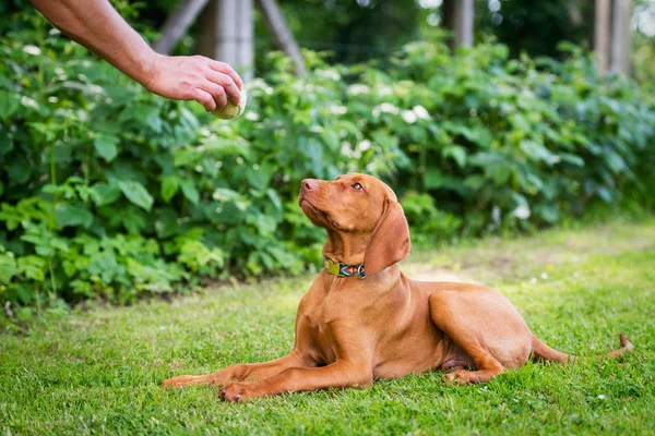 Treino Obediência Homem Treinando Seu Filhote Vizsla Lie Command Usando — Fotografia de Stock