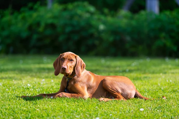 Engedelmesség Képzés Vizsla Kölyök Tanulás Lefekszenek Command Aranyos Magyar Vizsla — Stock Fotó