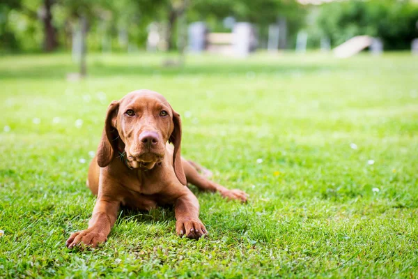 Obedience Training Vizsla Puppy Learning Lie Command Cute Hungarian Vizsla — Stock Photo, Image