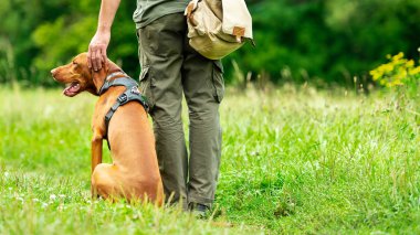 Güzel Macar Vizsla köpek yavrusu ve sahibi itaat eğitim açık sırasında. Topuk komutu geri görünümü.