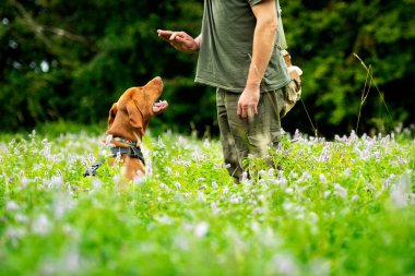 Güzel Macar Vizsla köpek yavrusu ve sahibi itaat eğitim açık sırasında. Sit komutu yan görünümü.