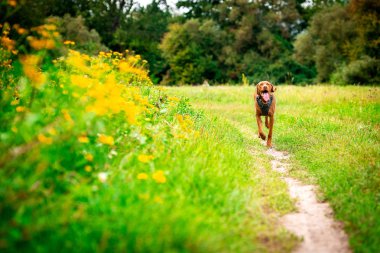Sevimli mutlu vizsla köpek çiçek dolu çayır üzerinden çalışan. Mutlu köpek portre açık havada.