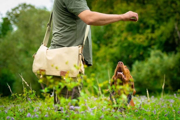 Beautiful Hungarian Vizsla Puppy Its Owner Obedience Training Outdoors Sit — Stock Photo, Image