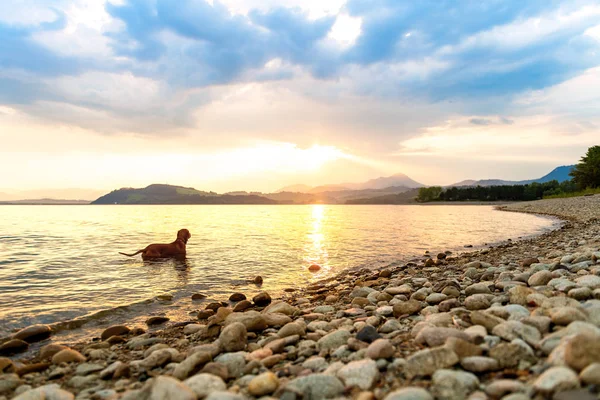 Linda Família Cão Estimação Uma Praia Pôr Sol Cãozinho Vizsla — Fotografia de Stock