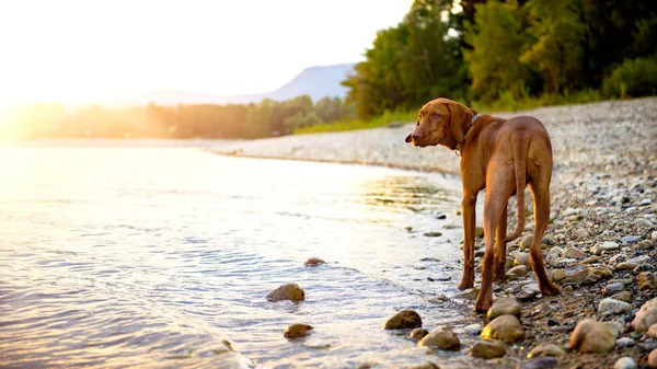 일몰에 해변에서 화려한 바다를 휴가에 비즐라 강아지 — 스톡 사진