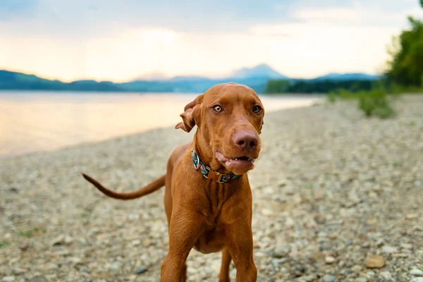 Smuk Familie Kæledyr Hund Kører Strand Vizsla Hvalp Sommerferie Have - Stock-foto