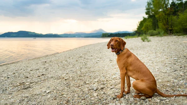 Smuk Familie Kæledyr Hund Sidder Strand Ved Solnedgang Tid Vizsla - Stock-foto