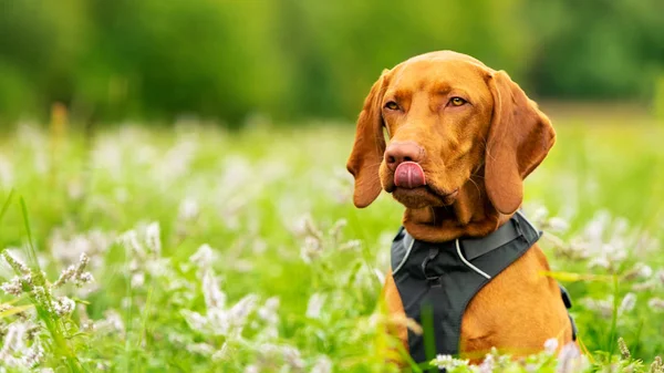 Aranyos Vizsla Kölyök Élvezi Séta Rét Tele Virágokkal Boldog Kutya — Stock Fotó