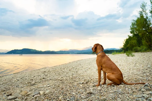 Anjing Peliharaan Keluarga Yang Cantik Duduk Pantai Saat Matahari Terbenam — Stok Foto